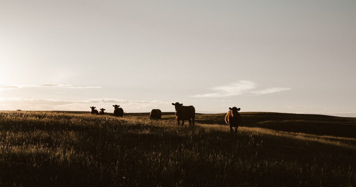 The Whale and the Cow: Surprising Mercy in Jonah’s Story