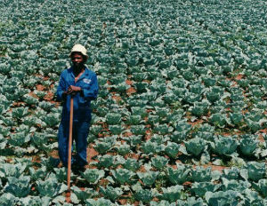 Black Farmers Pressure Federal Government as They Wait for Promised Financial Assistance