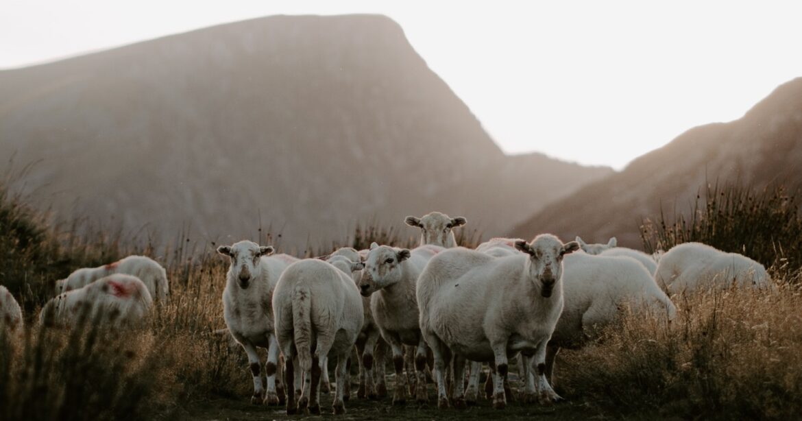 Counting Sheep: A Case for Regenerate Church Membership