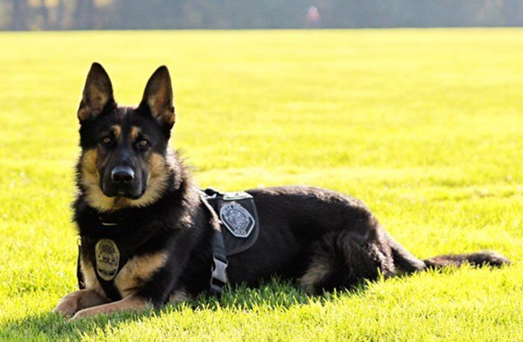 Jadarrius Rose Speaks Out After Attack From K-9 Unit
