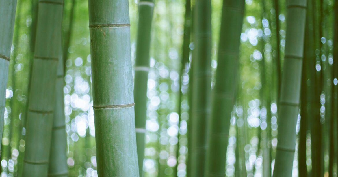Bamboo Resilience: Christianity’s Explosive Growth in China