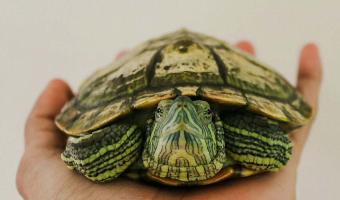 Woman Allegedly Threatens HR Manager With Tortoise Over Unpaid Wages