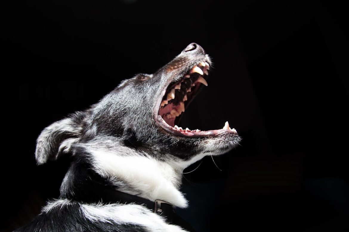 Woman Charged With First-Degree Murder After Ordering Rottweiler To Fatally Attack 9-Year-Old Girl