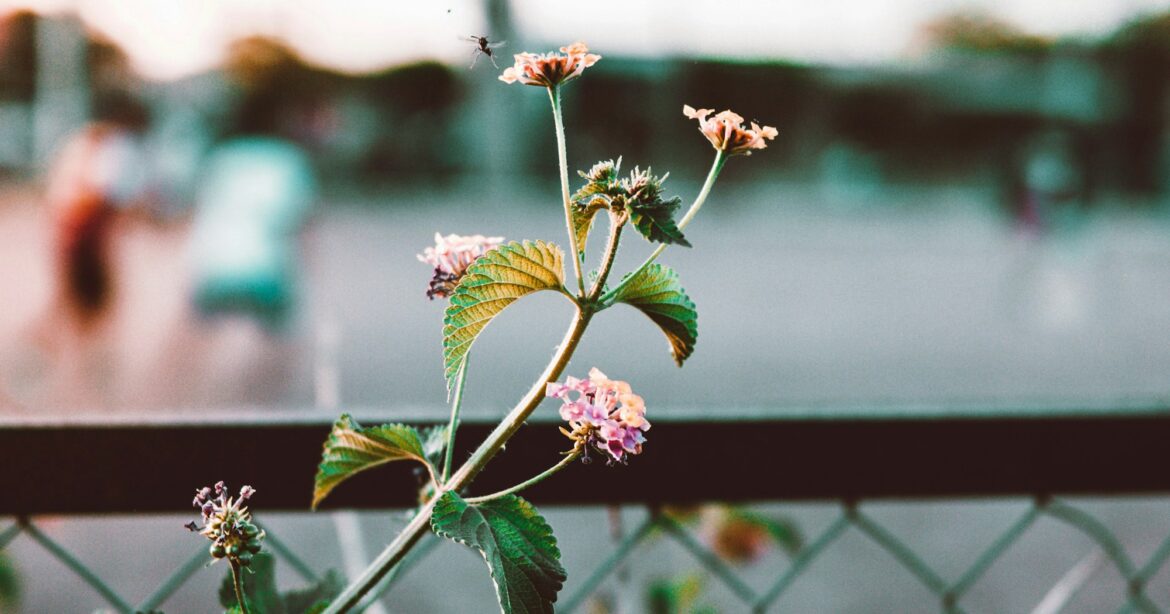 Fruitful No Matter What: Life in the Garden of Contentment