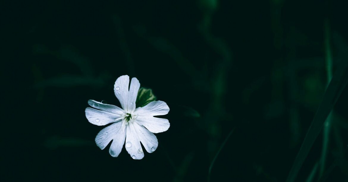 Joy Against Boredom: How Christians Resist a Culture of Death